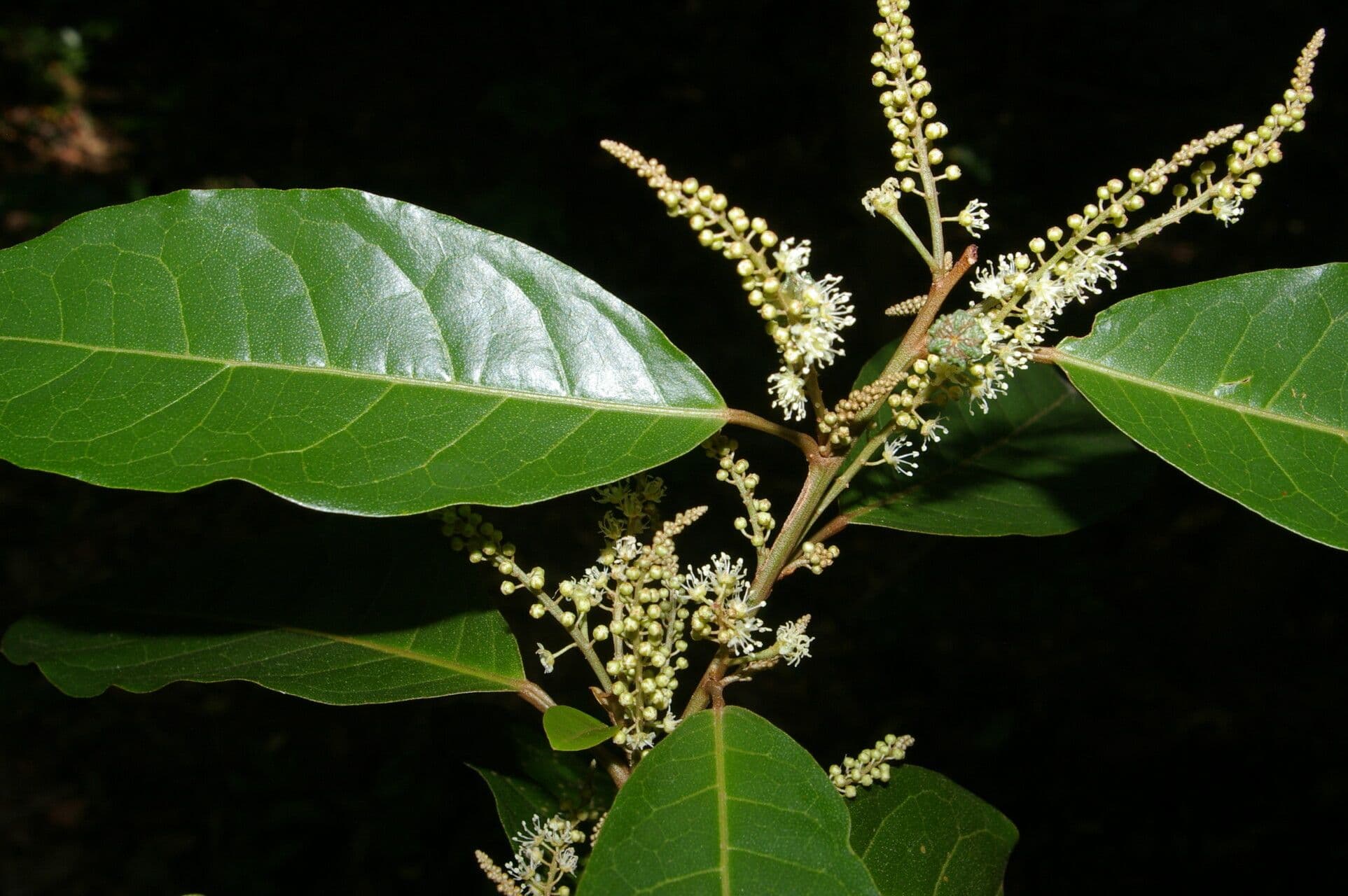 Croton 10