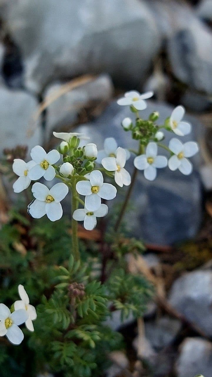 Iberidella alpina 9