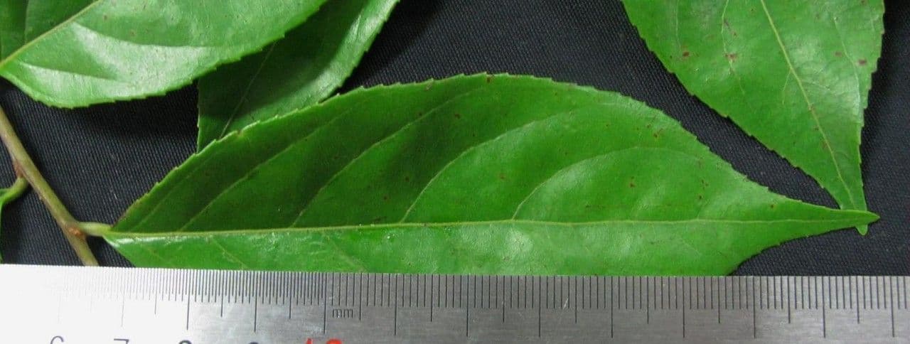Casearia 15