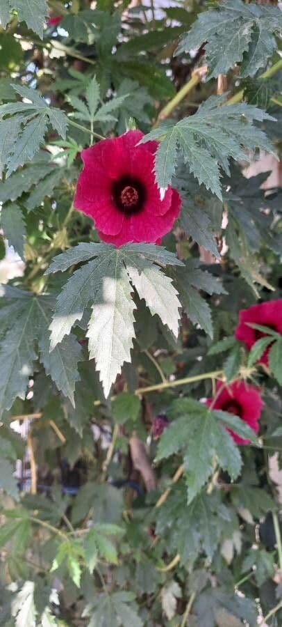 Essigblättriger Hibiskus 13