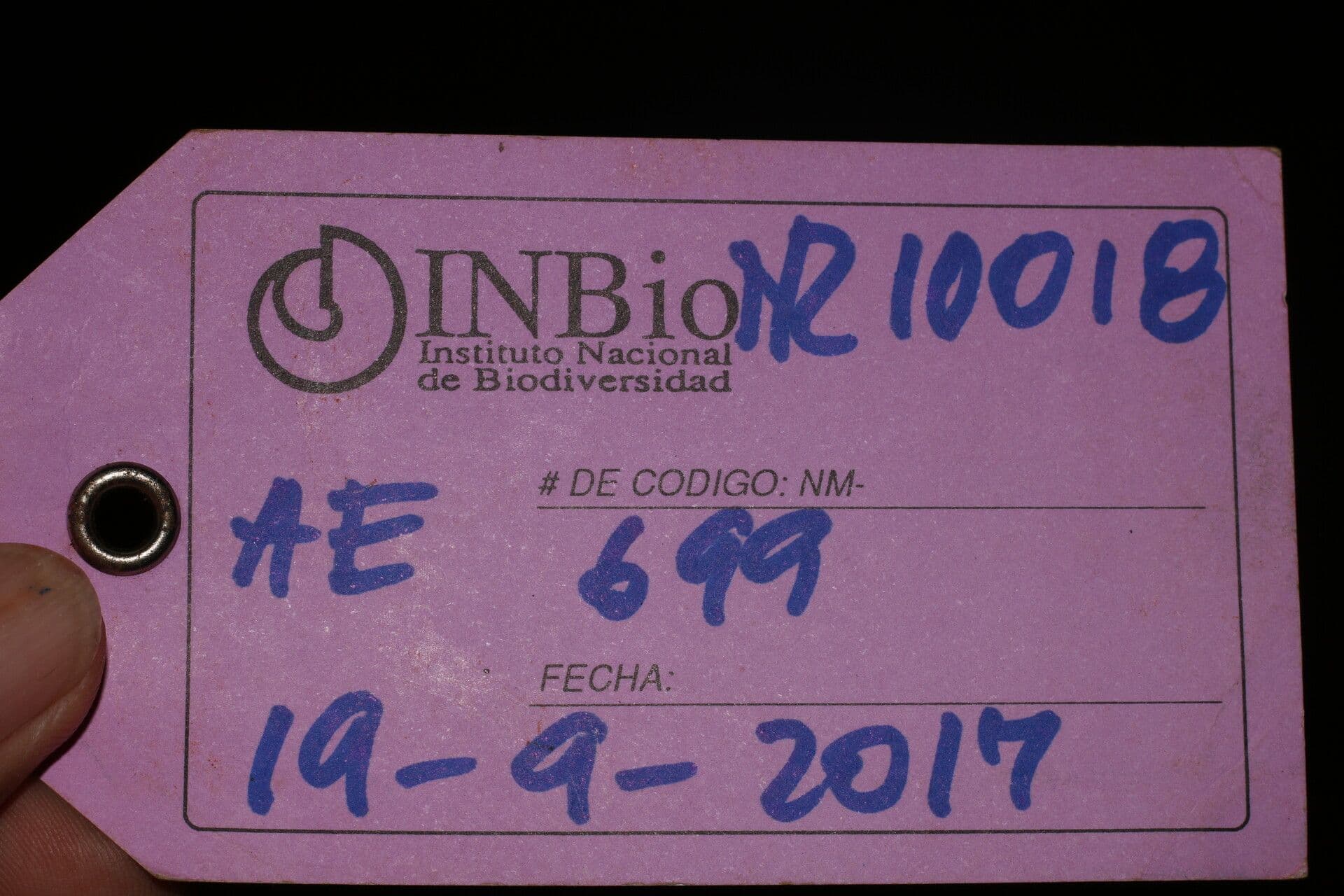 Verbesina 12