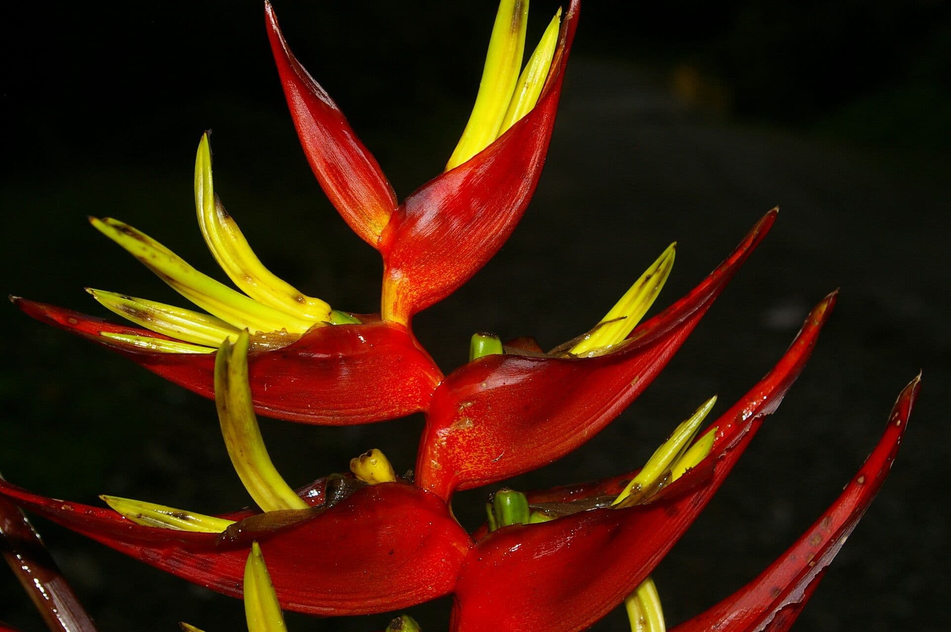 Heliconia di Lankester 3