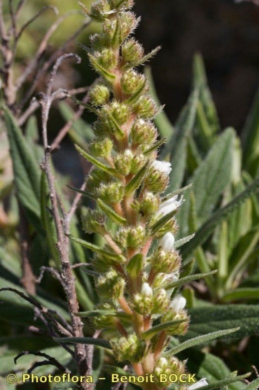 Echium