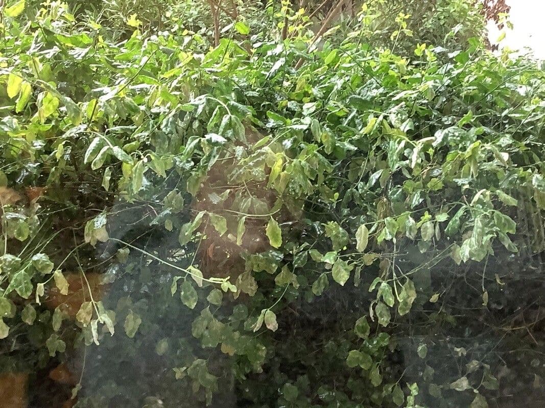 Gnetum gnemon 16