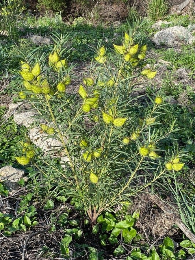 Gomphocarpus 14