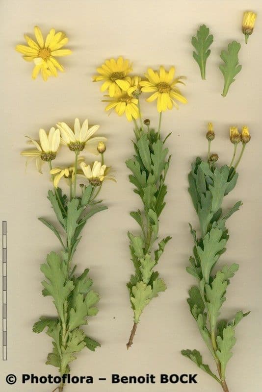 Margerite 15
