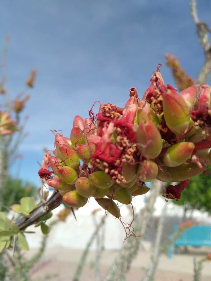 Ocotillo 10