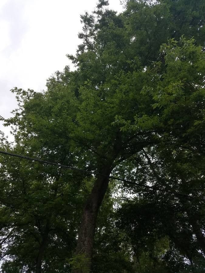 Celtis laevigata 12