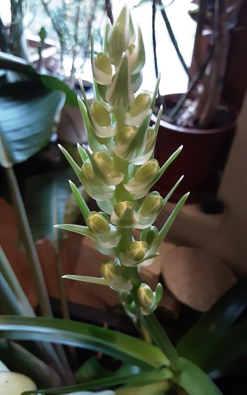 Albuca 4