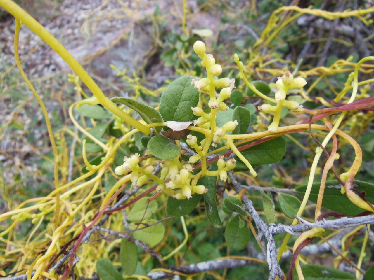 Cuscuta alta 4
