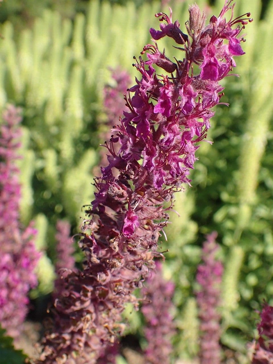 Teucrium hircanicum 10