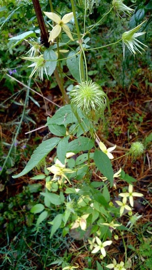 Clematis recta 5