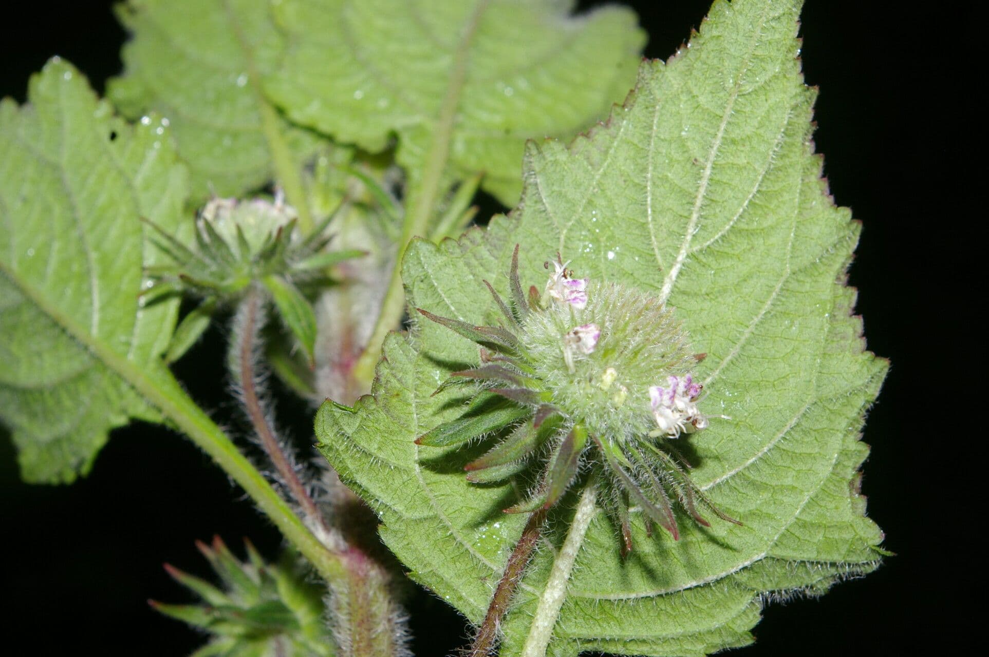 Hyptis sinuata 5