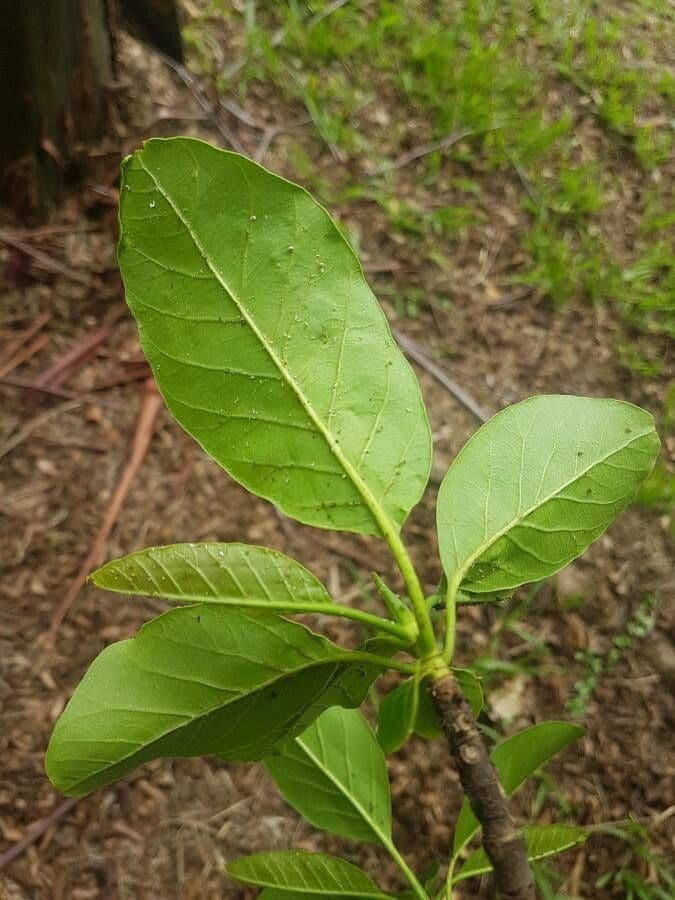 Calycophyllum spruceanum 8