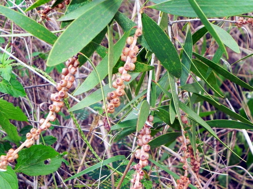 Fünfnerviger Teebaum 13
