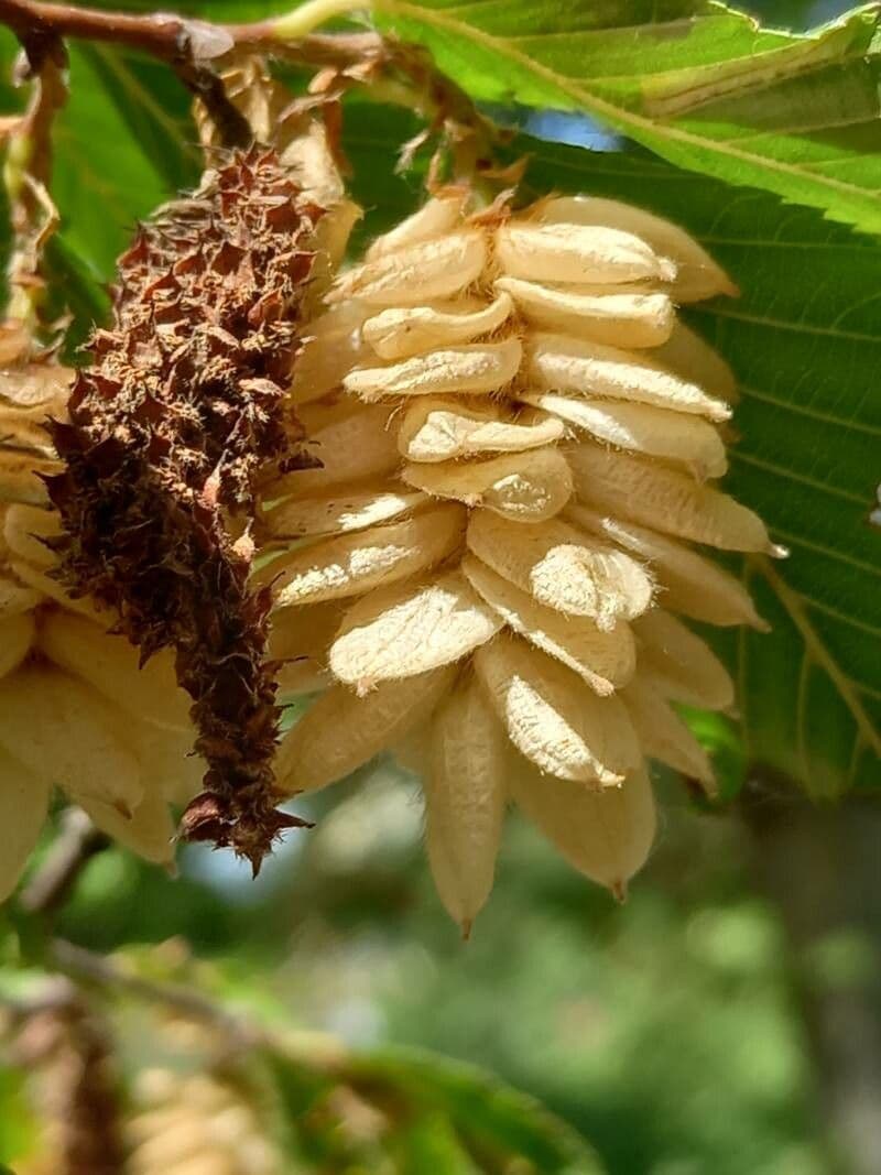 Carpino giapponese 3