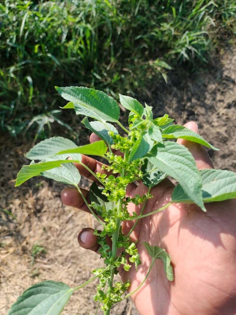 Acalypha 2