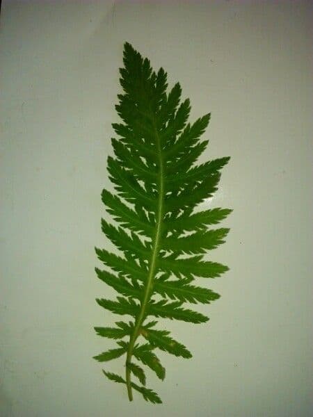 Achillea filipendula 28
