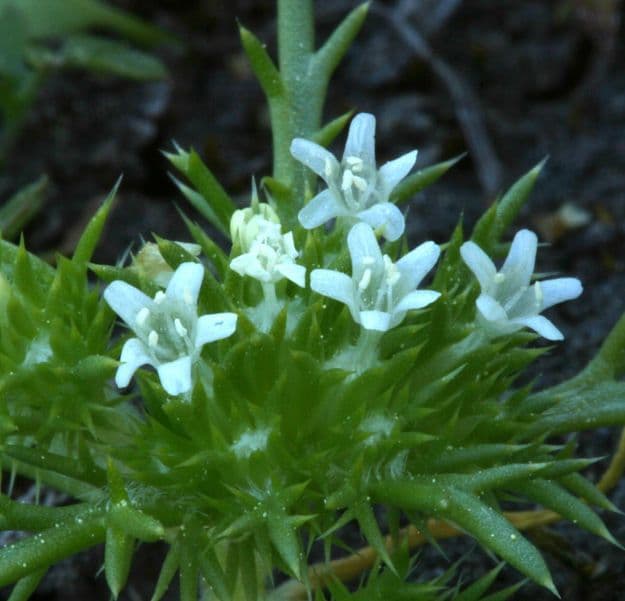 Navarretia 6