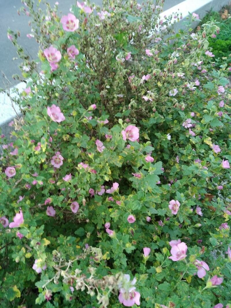 Anisodontea 7