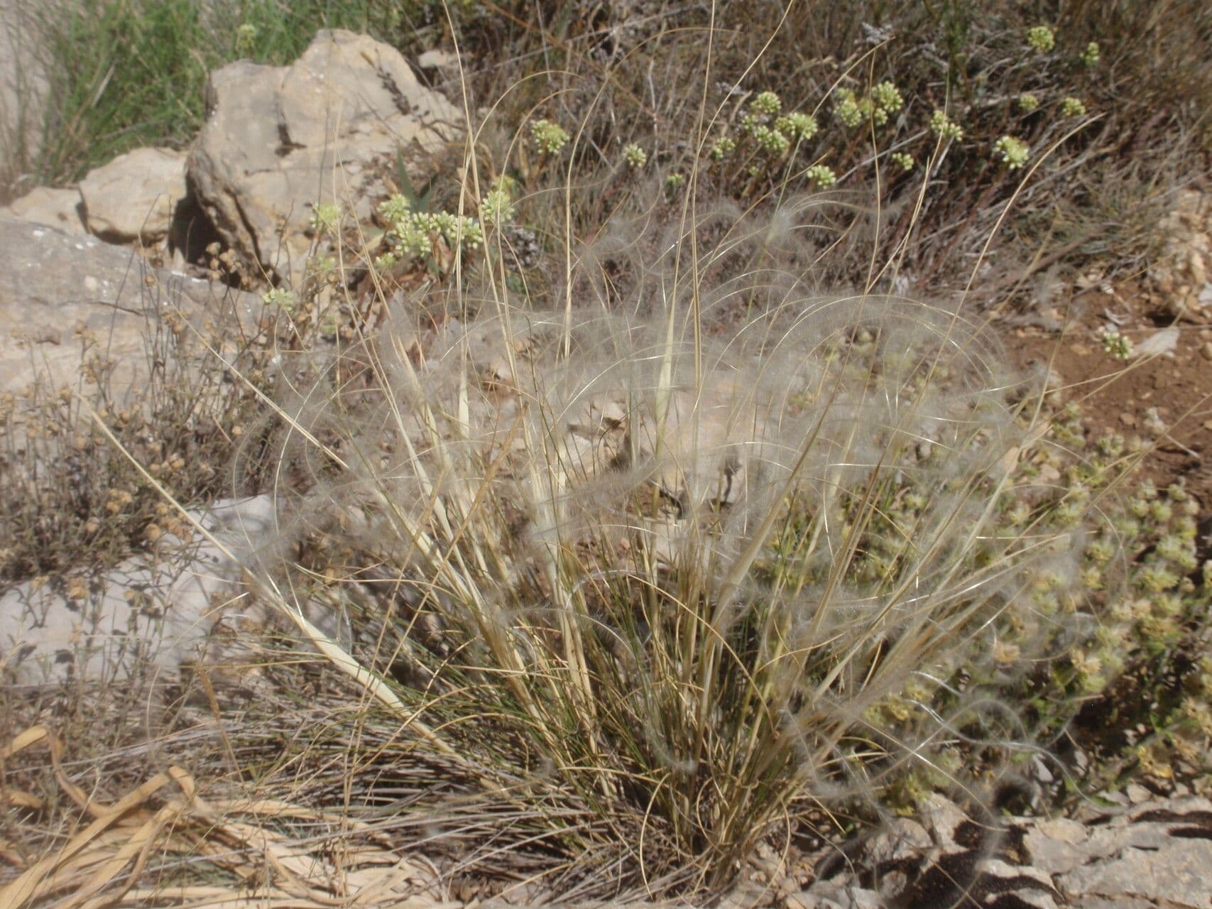 Estipa 14