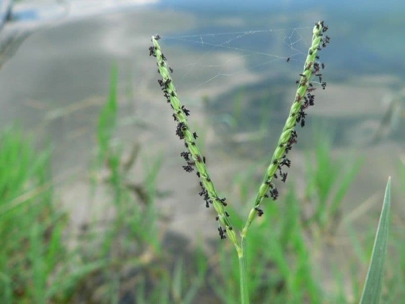 Panico acquatico 3