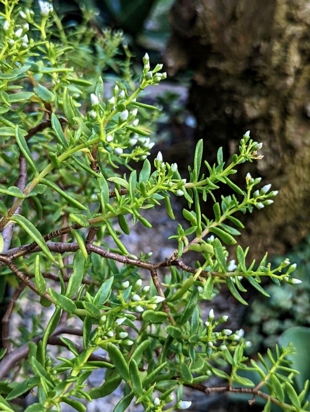 Crassula 15