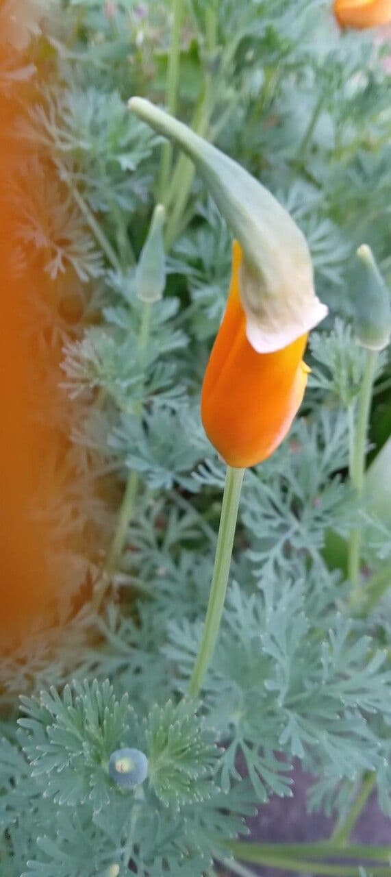 Kalifornischer Mohn 26