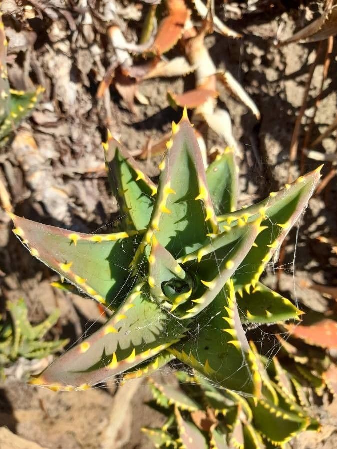 Aloe 3