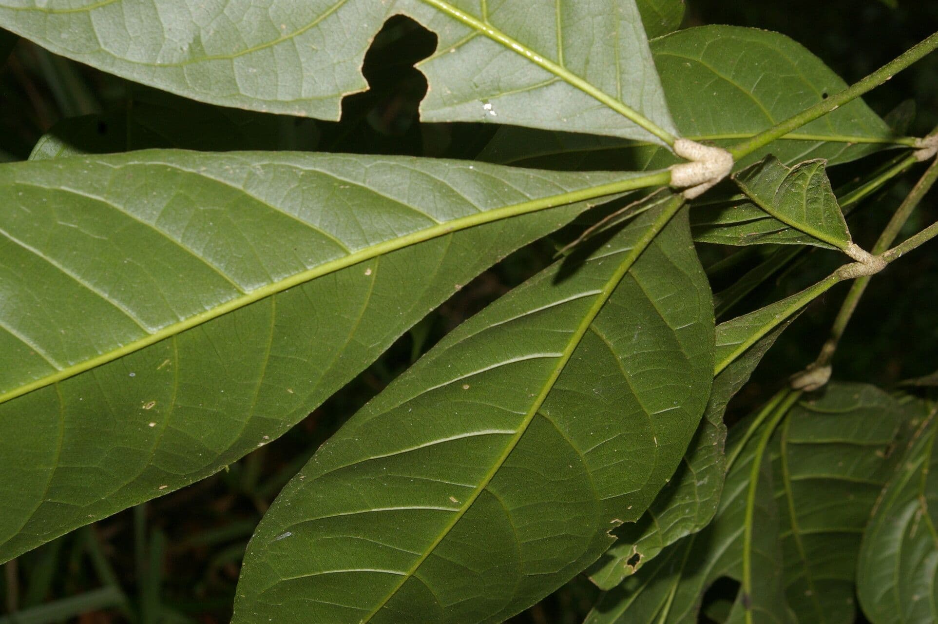 Angostura 10
