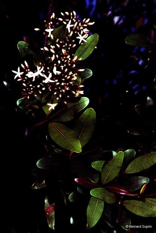 Alstonia 6