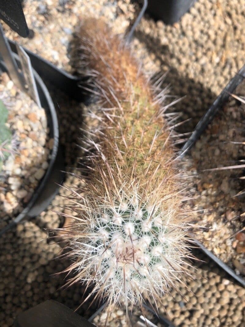 Thelocactus 3