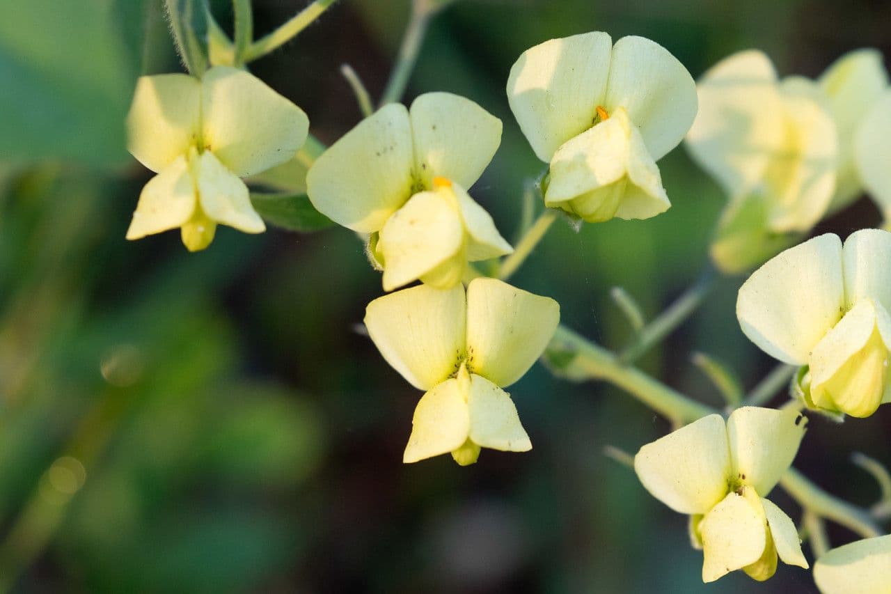 Baptisia bracteata 6