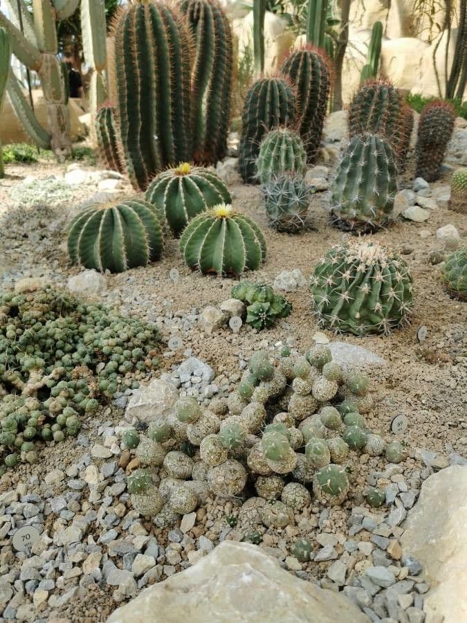 Cactus 6