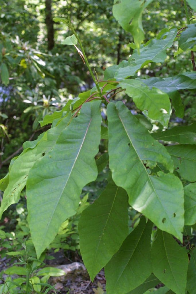 Magnolia di Fraser 11