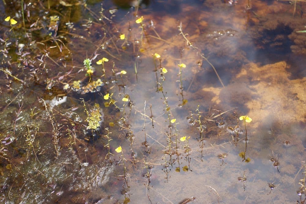 Utricularia foliosa 11