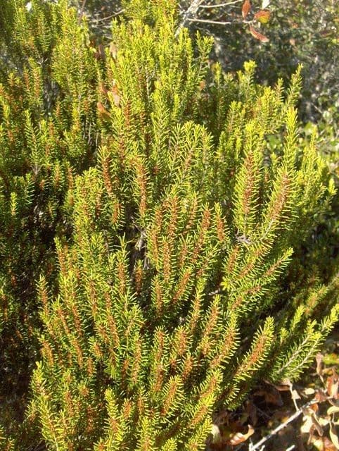 Romarin des dunes 3