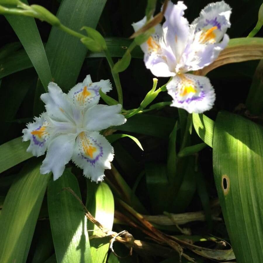 Iris japonés 4