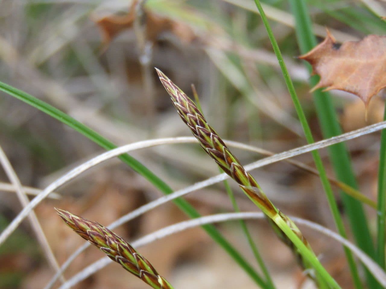 Dwarf sedge