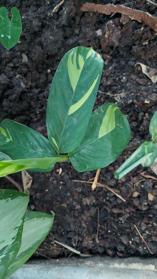 Ctenanthe 7