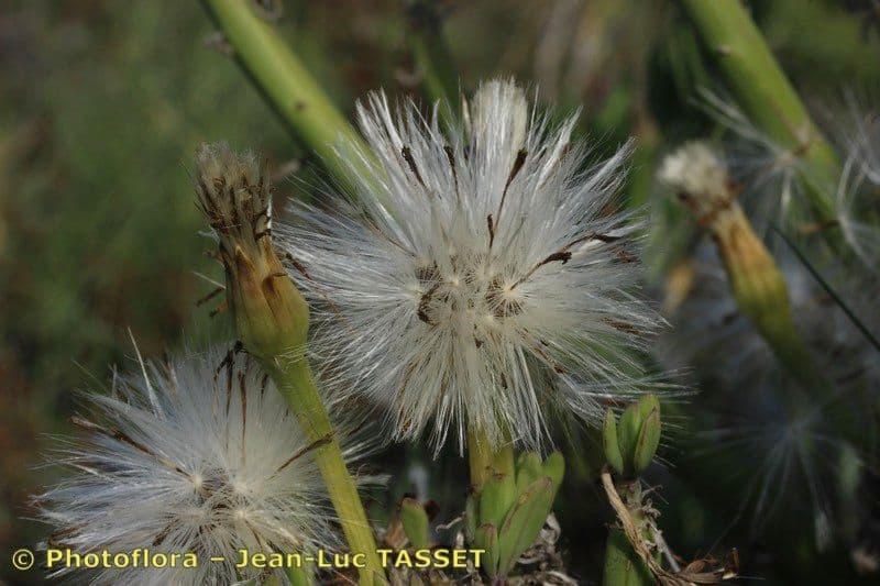 Kleinia anteuphorbium 2