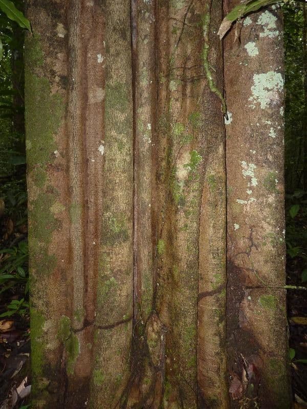 Aspidosperma