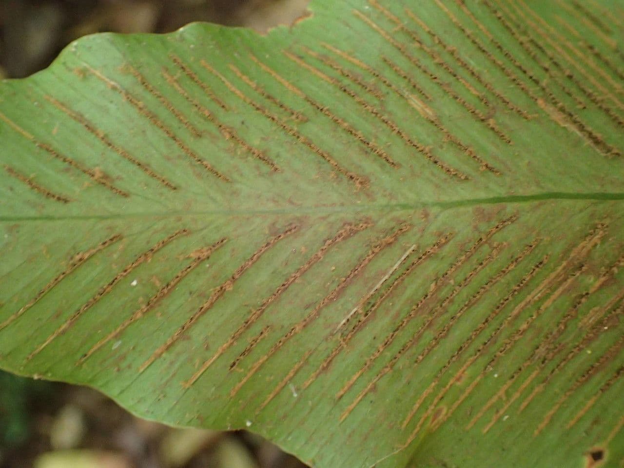 Asplenium hemionitis 5