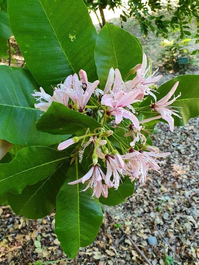 Calodendrum 28