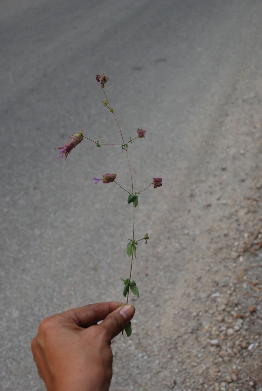 Origano 6