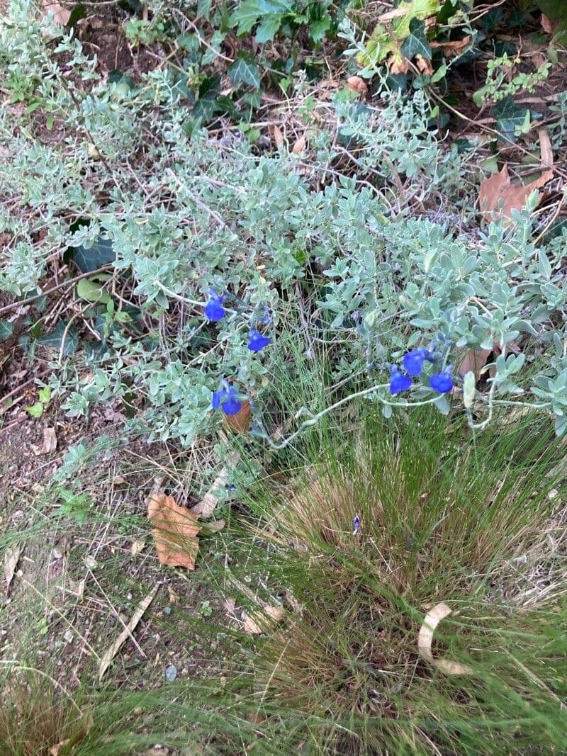 Salvia germandrina 6