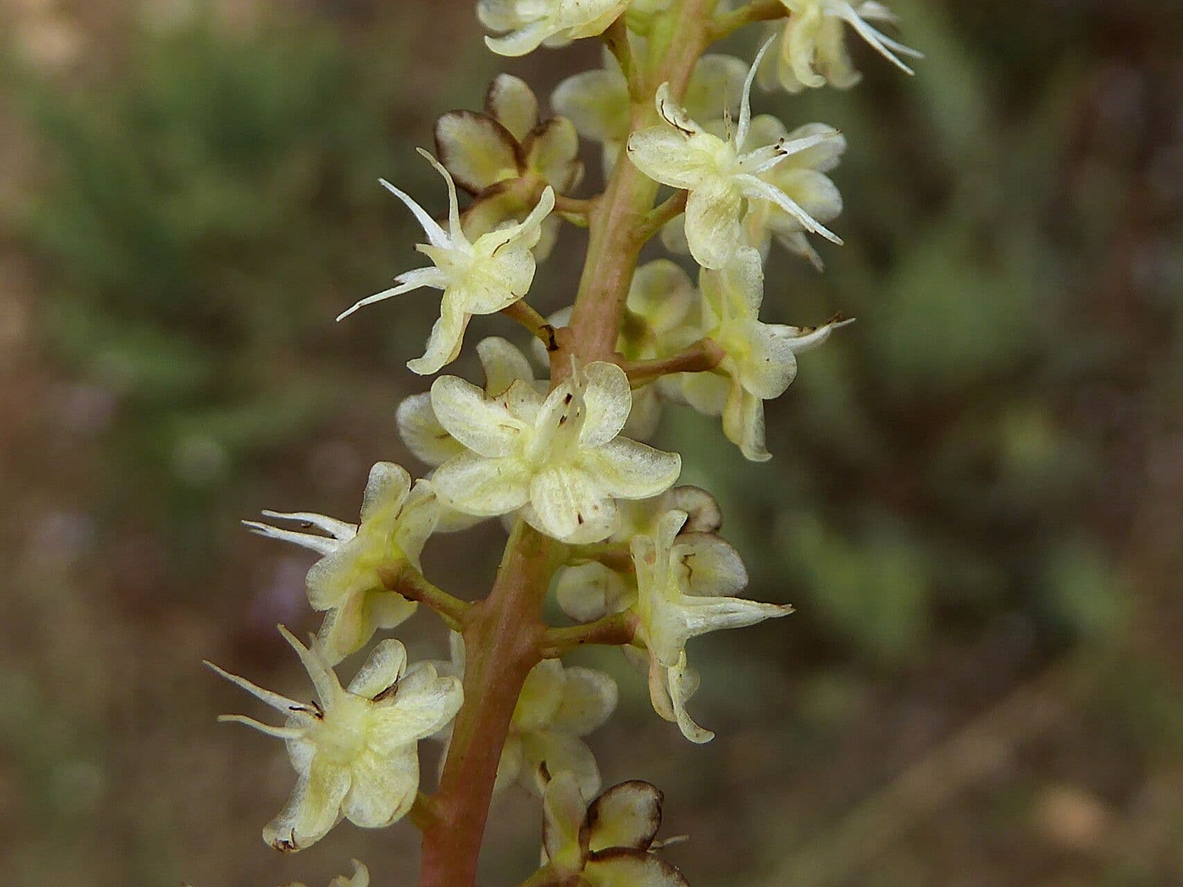 Anredera 6