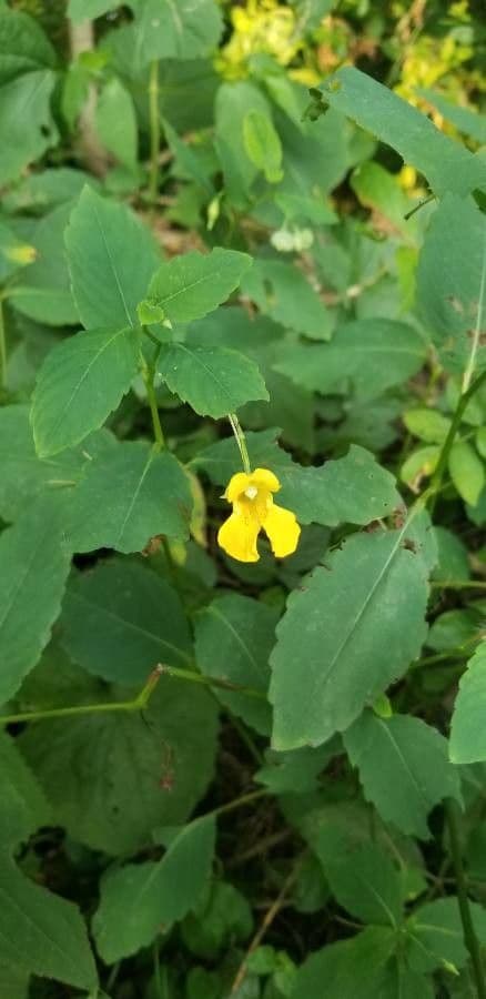 Impatiens pallida 7