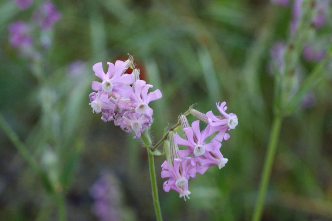 Silene