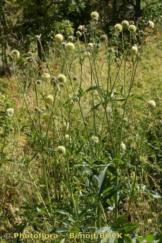 Cephalaria alpina 13